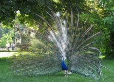 coolest piebald peacock bird pictures