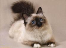 persian cat pictures