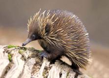 echidna pictures