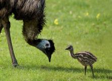 emu birds pictures