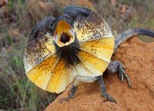 frill necked lizard pictures