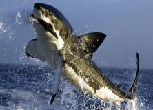 great white shark pictures