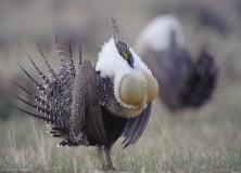greater sage grouse pictures