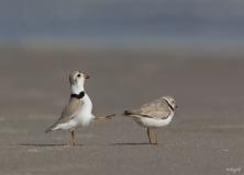 piping plover bird pictures