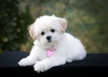 poodle dog pictures
