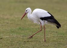 stork bird pictures