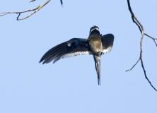 whiskered treeswift bird pictures
