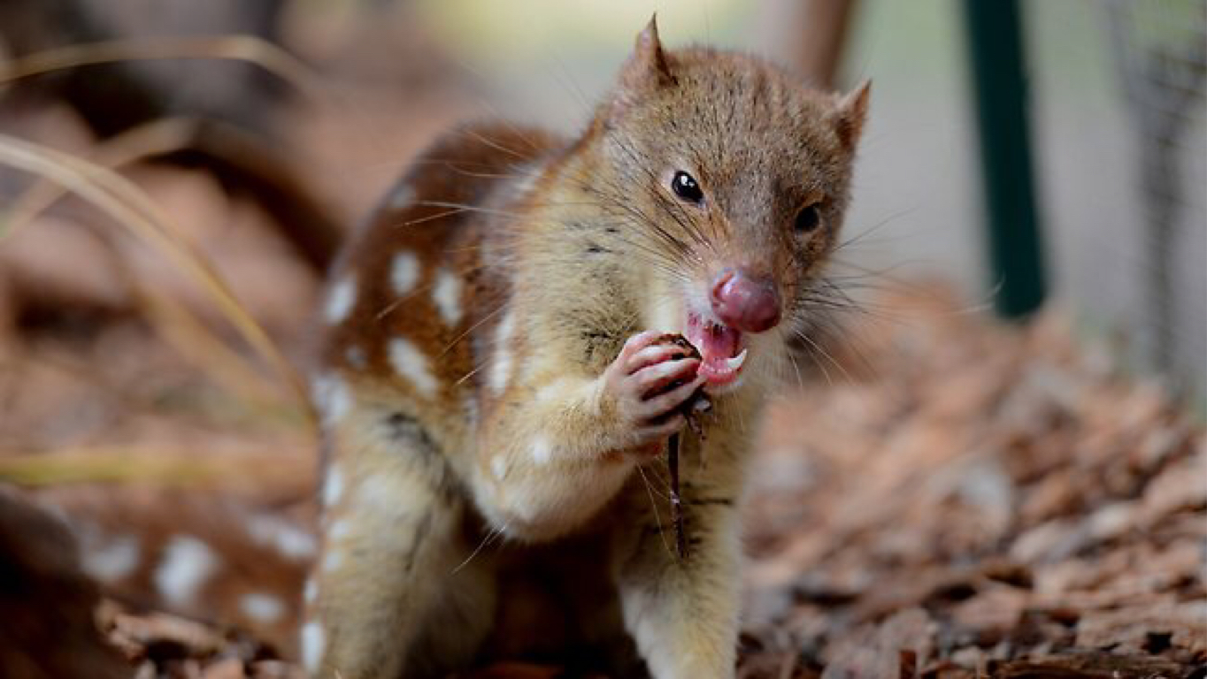 Tiger Quoll Animal Pictures