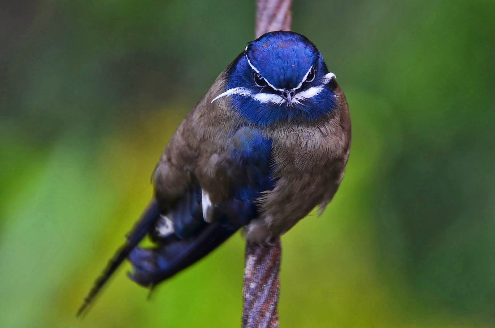 Whiskered Treeswift Bird Images
