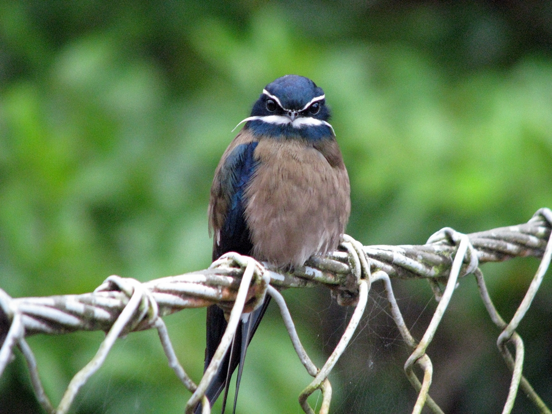 Whiskered Treeswift Bird Pictures
