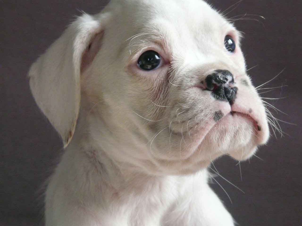 White Boxer Face Pictures