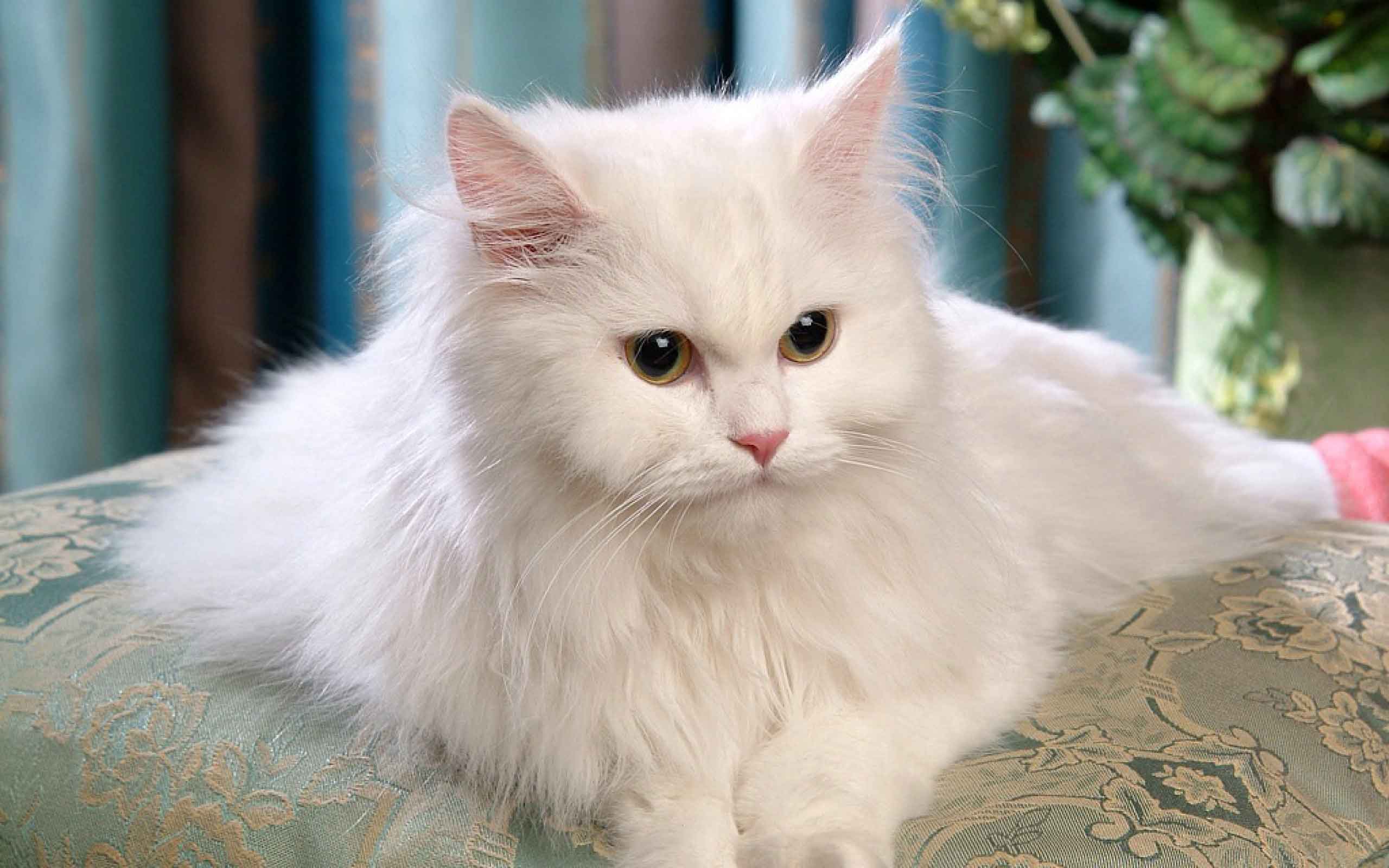 White Persian Cat Pics
