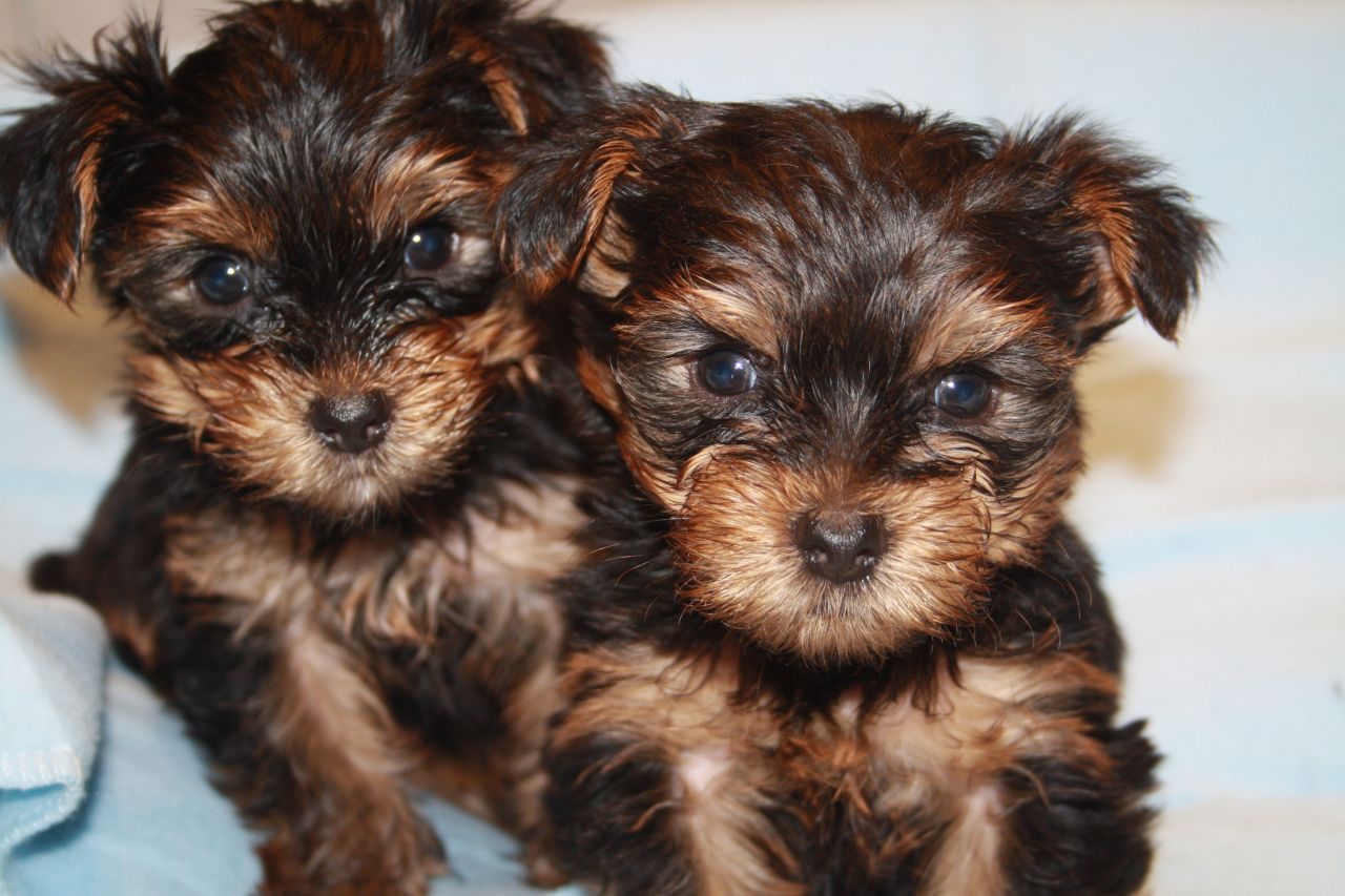 Yorkshire Terrier Baby Cute Pictures