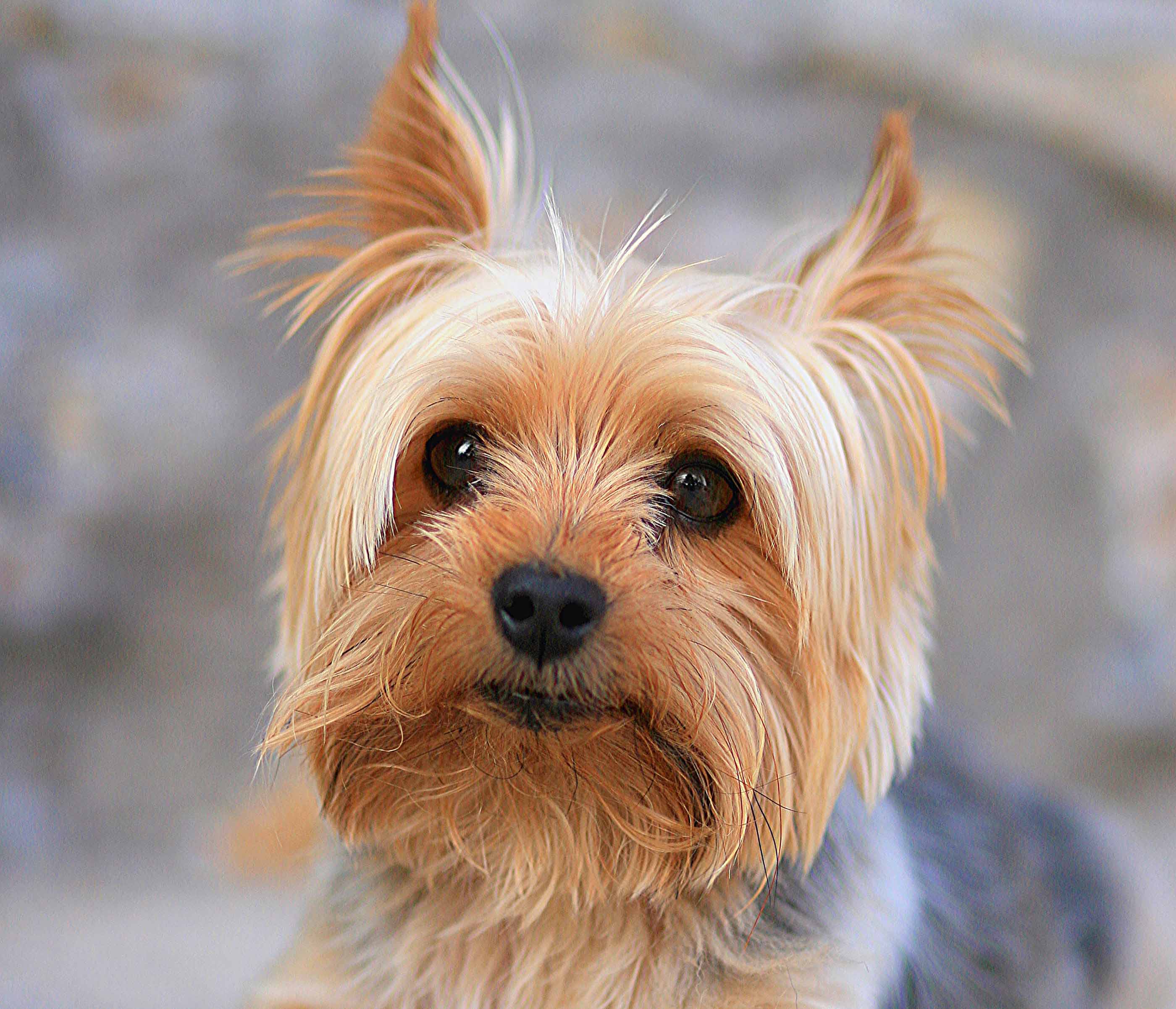 Yorkshire Terrier Puppies Dog Images