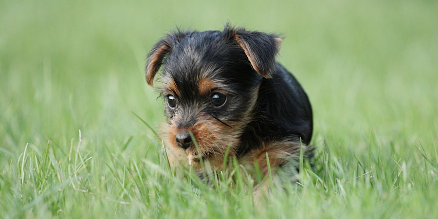 Yorkshire Terrier Puppies Gallery
