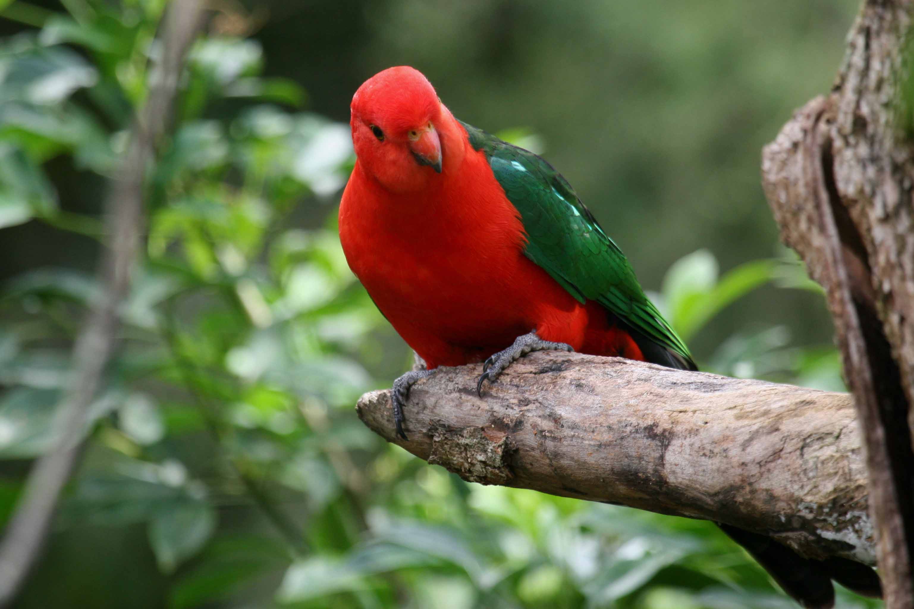 Australian King Parrot Cute Gallery