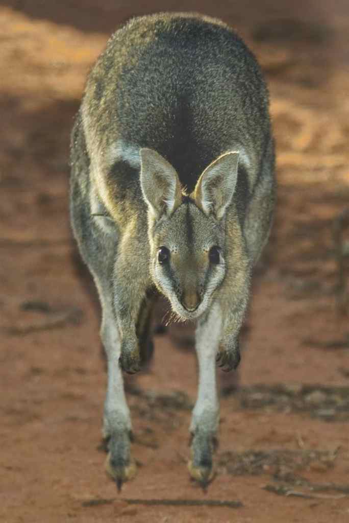 Australian Wallaby Pictures