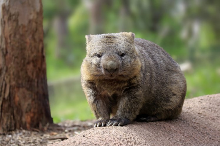 Australian Wombat Photos