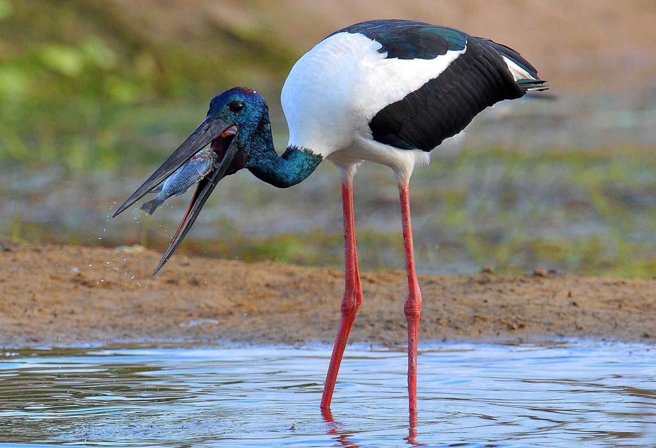 Black Necked Stork Bird Pictures