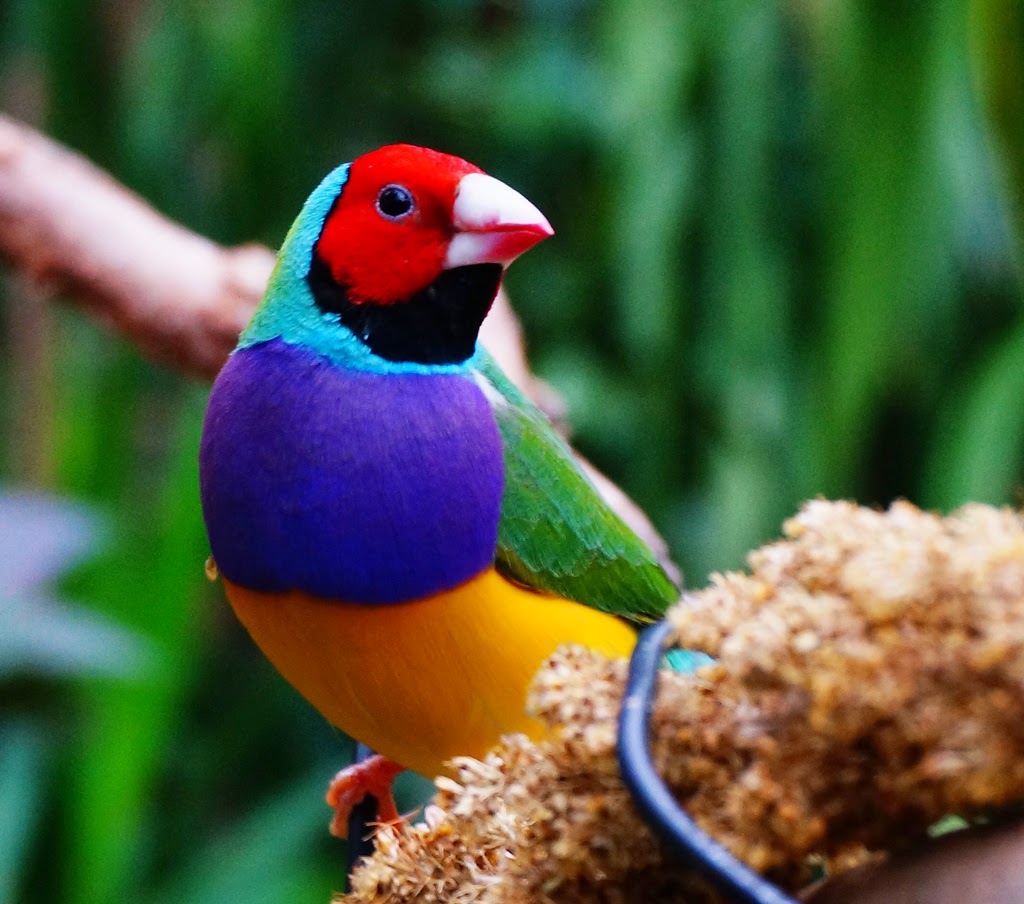 Gouldian Finch Bird Cute Pictures