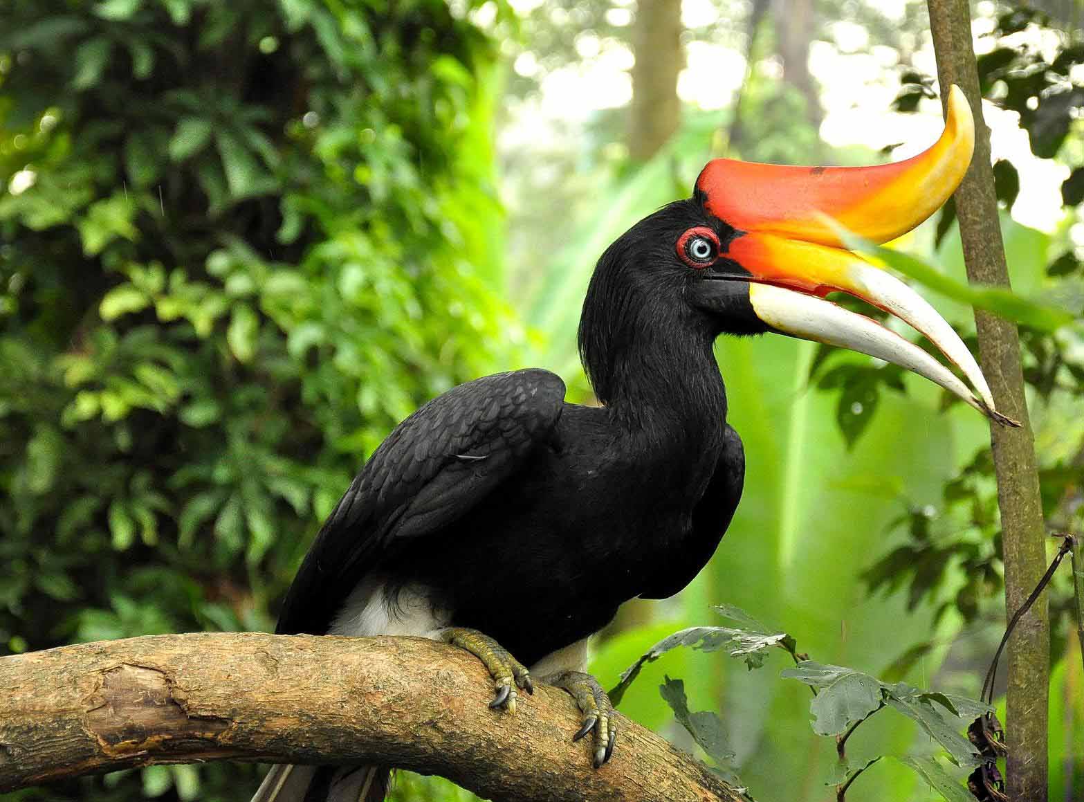 Great Hornbill Cute Pictures