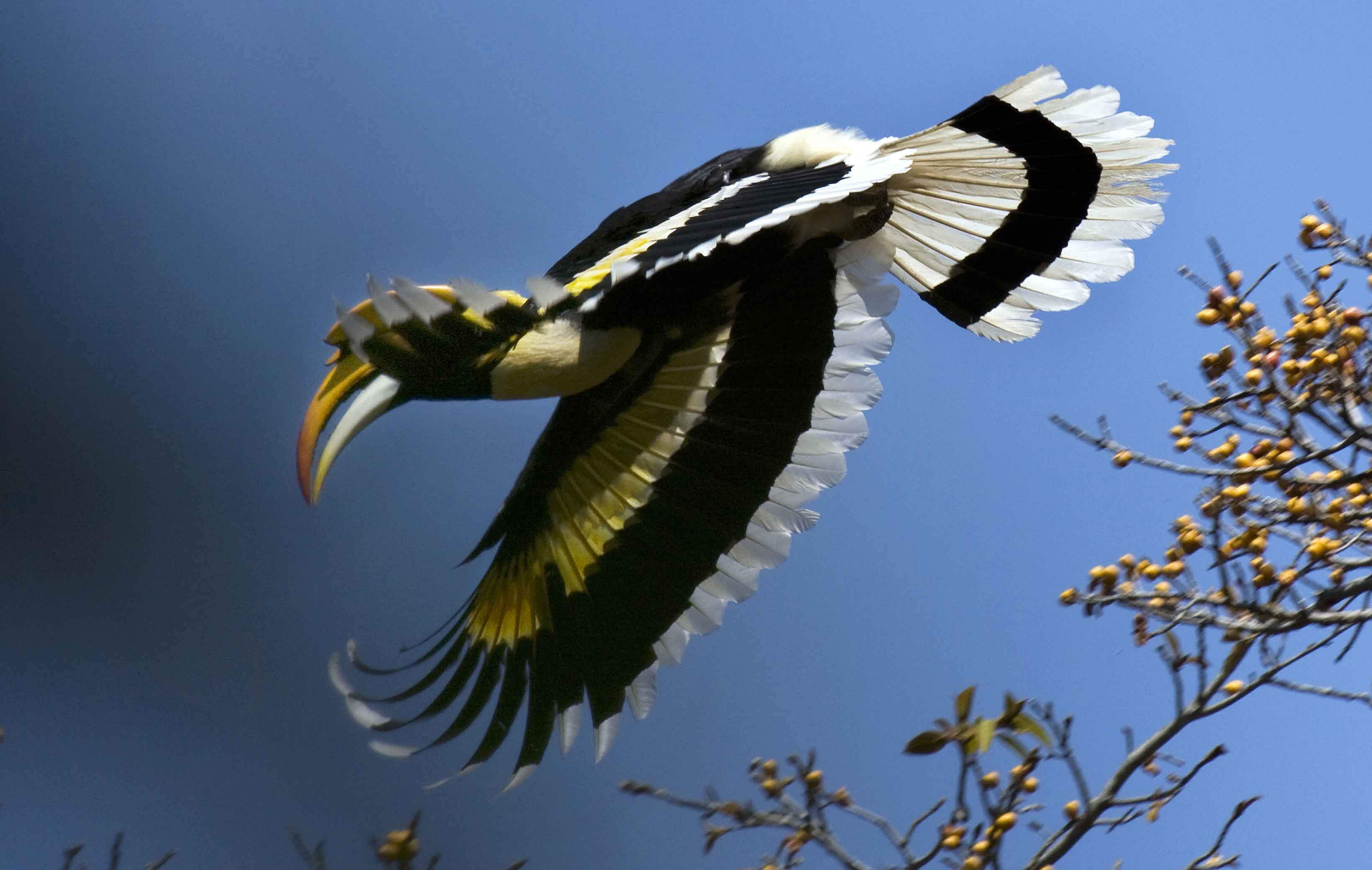 Great Hornbill Flying Pictures