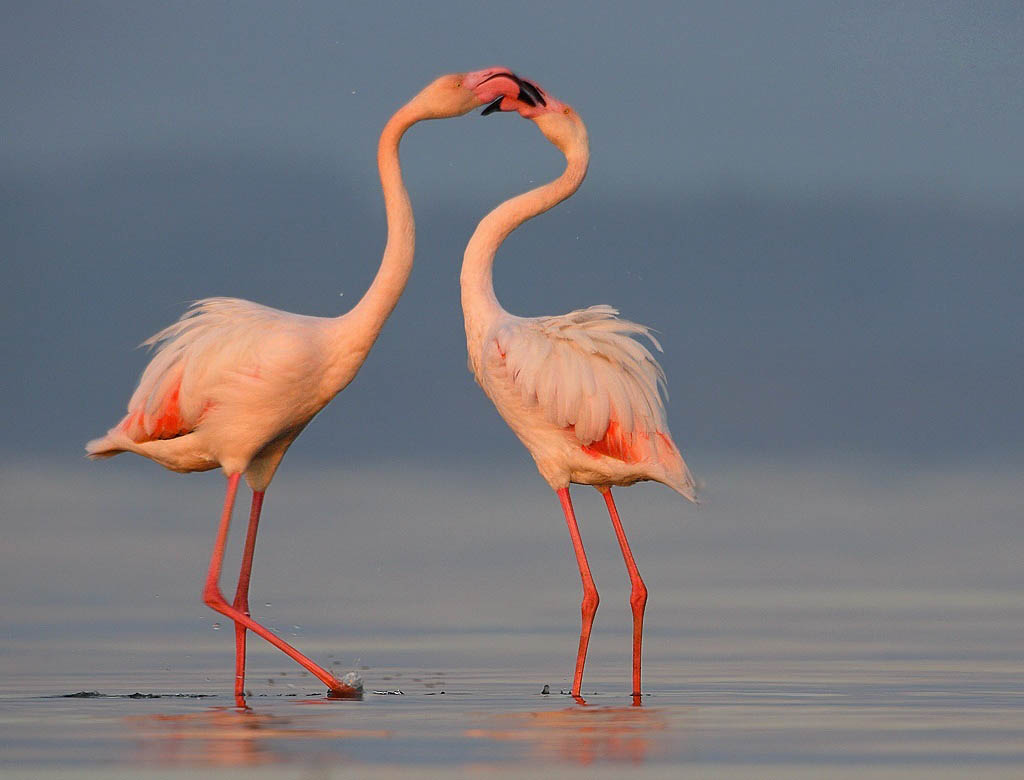 Greater Flamingo Cute Pictures