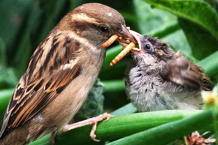 House Sparrow Eating Photos