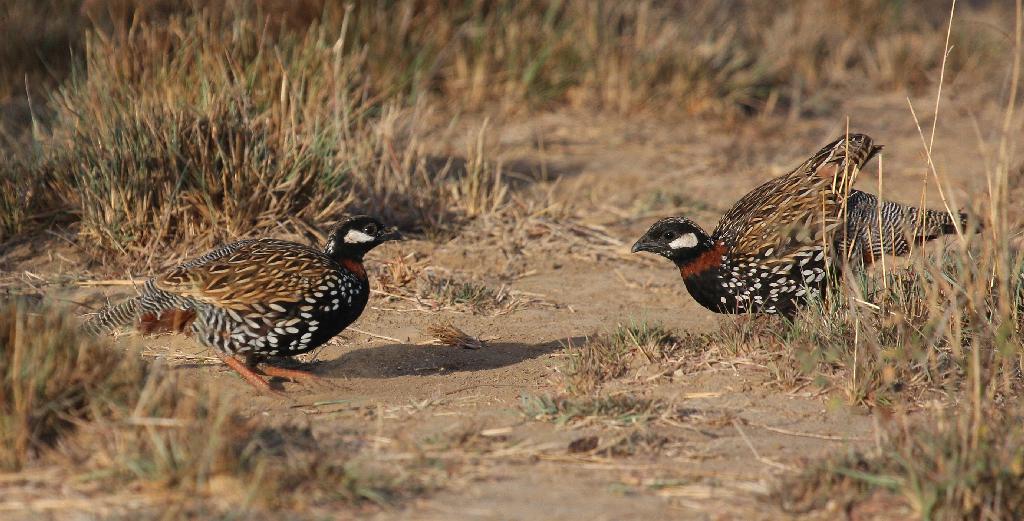 Indian Black Francolin Fighting Photos