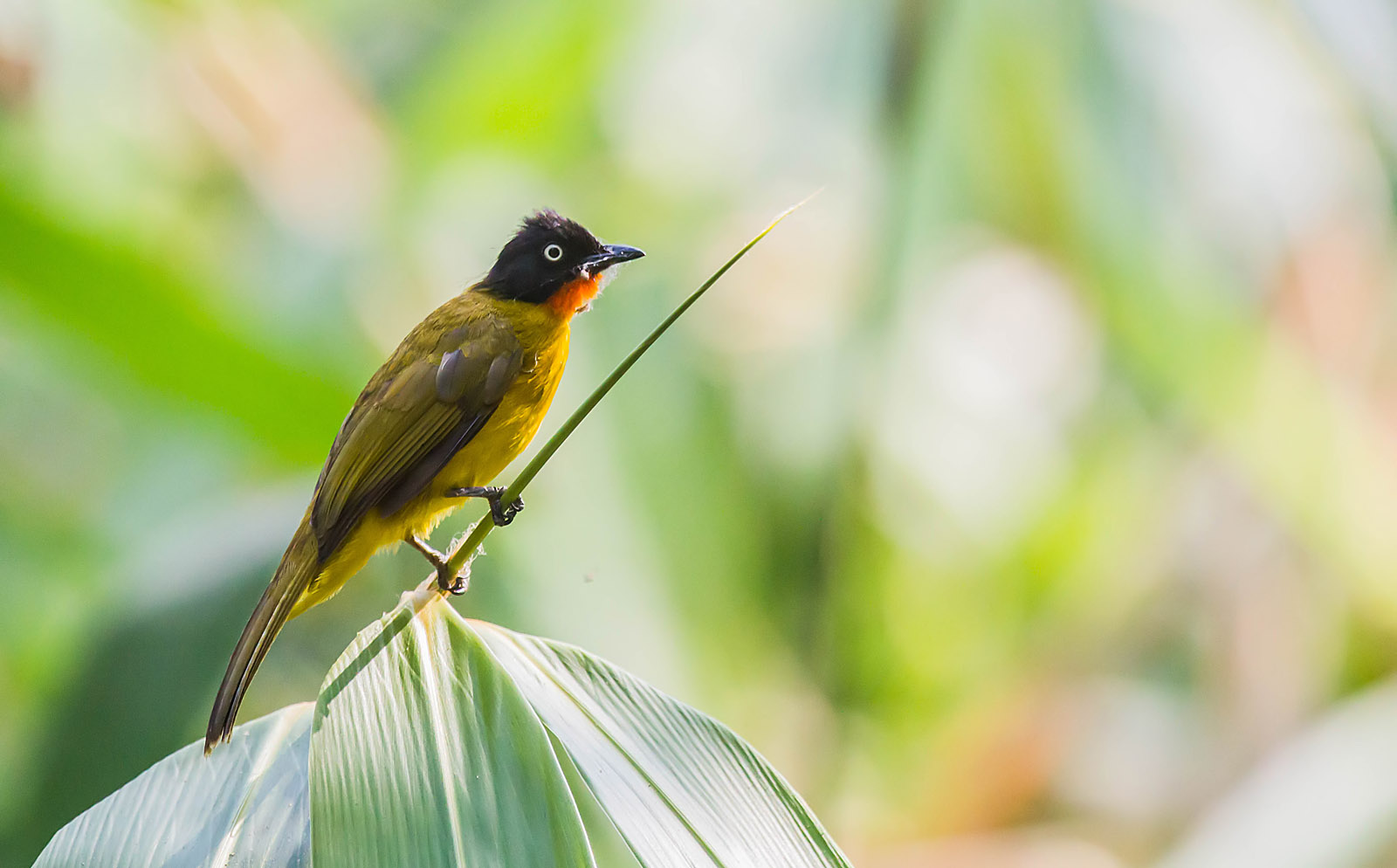 Indian Flame Throated Bulbul Pictires
