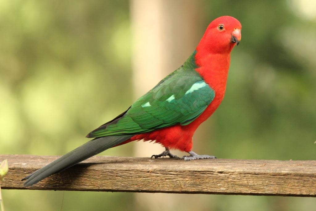 King Parrot Bird Images