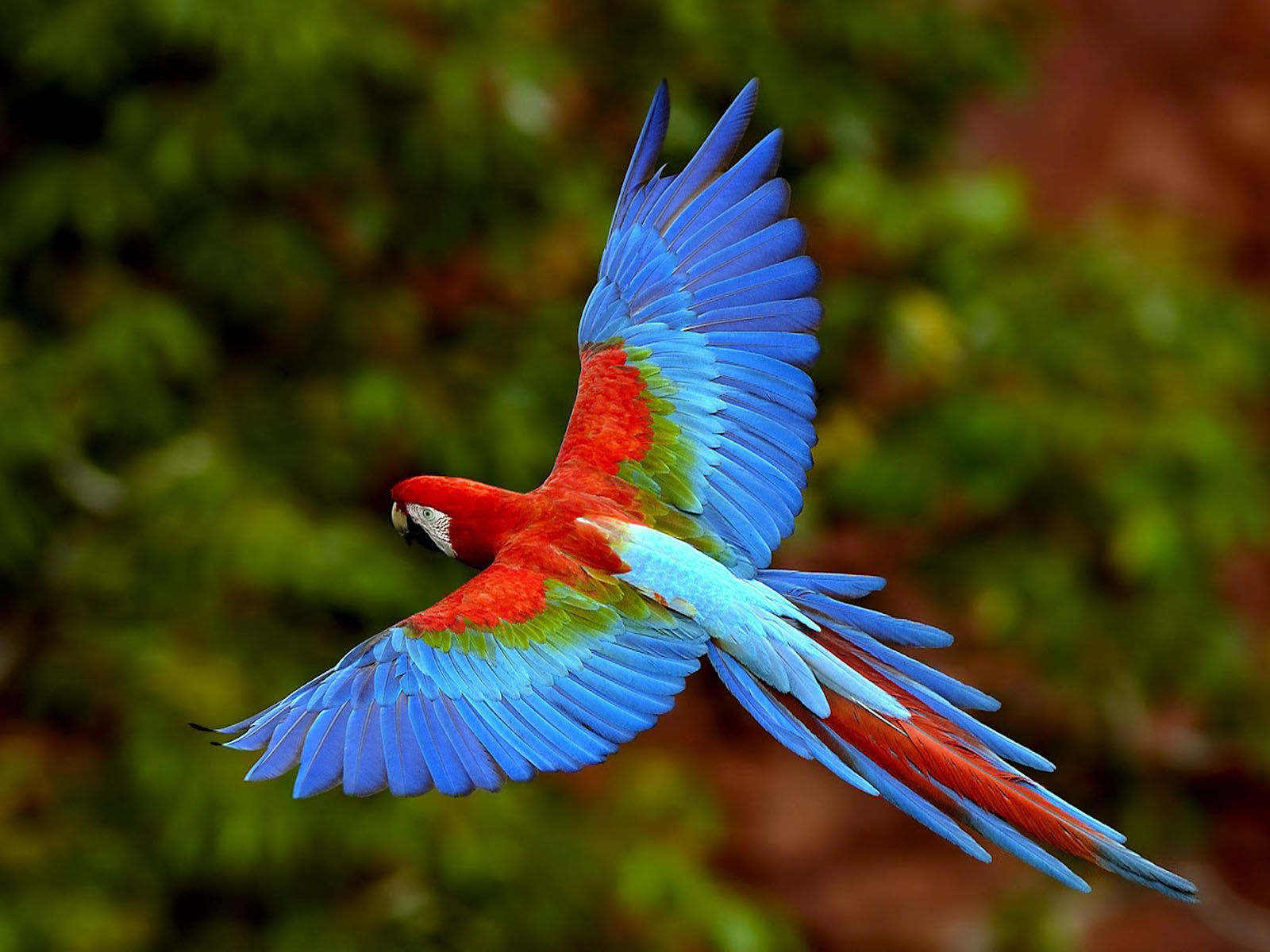 King Parrot Flying Pictures