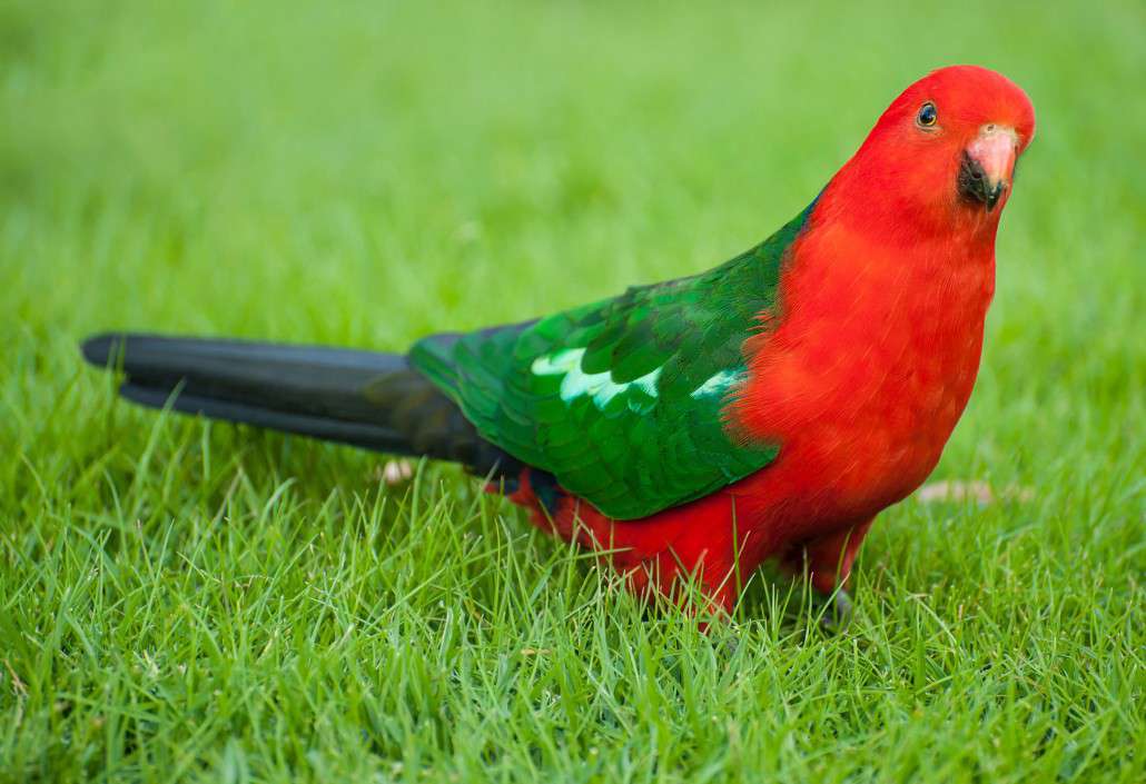 King Parrot Hd Wallpapers