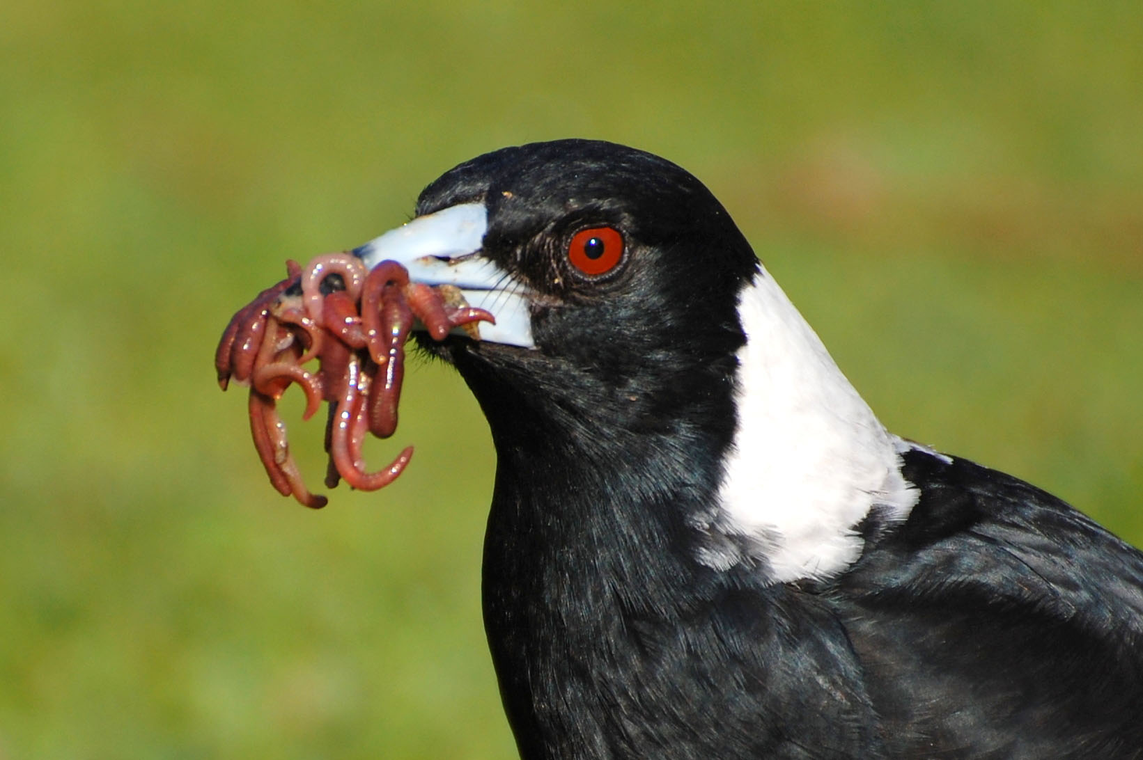 Magpie Eating Photos