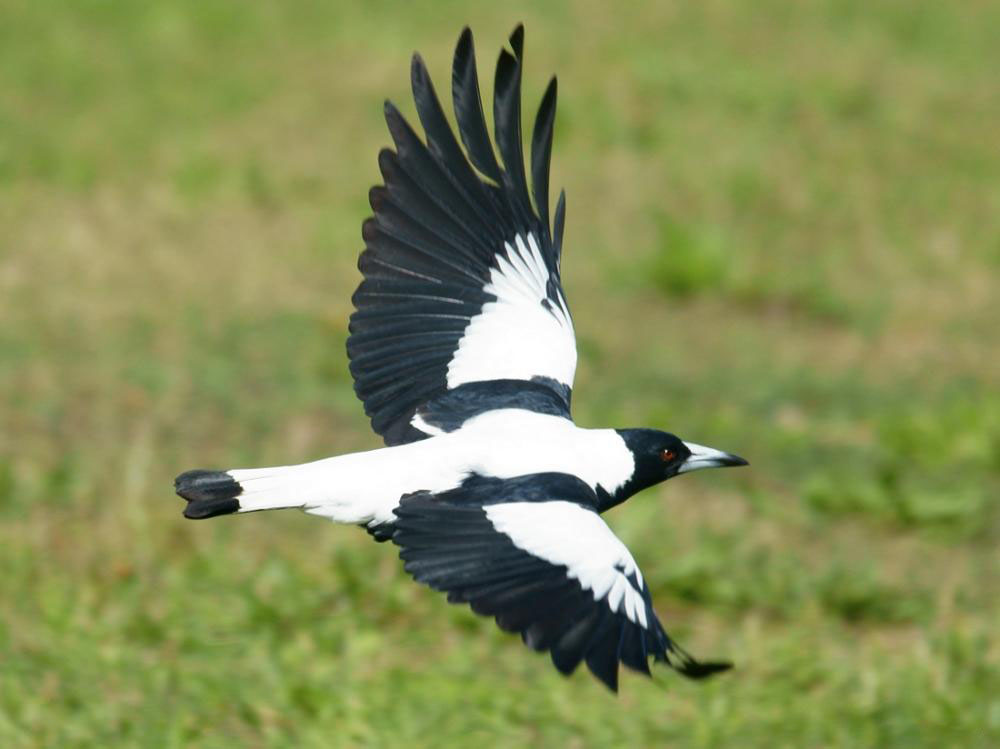 Magpie Flying Photos