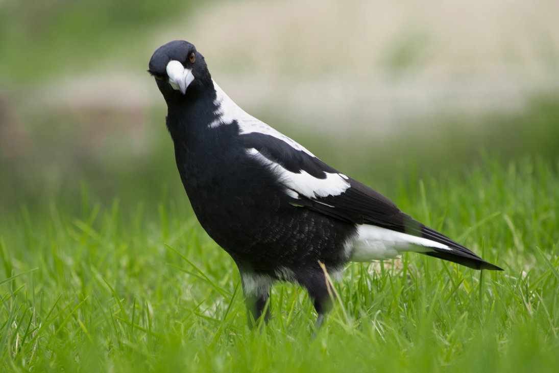 Magpie Hd Wallpapers