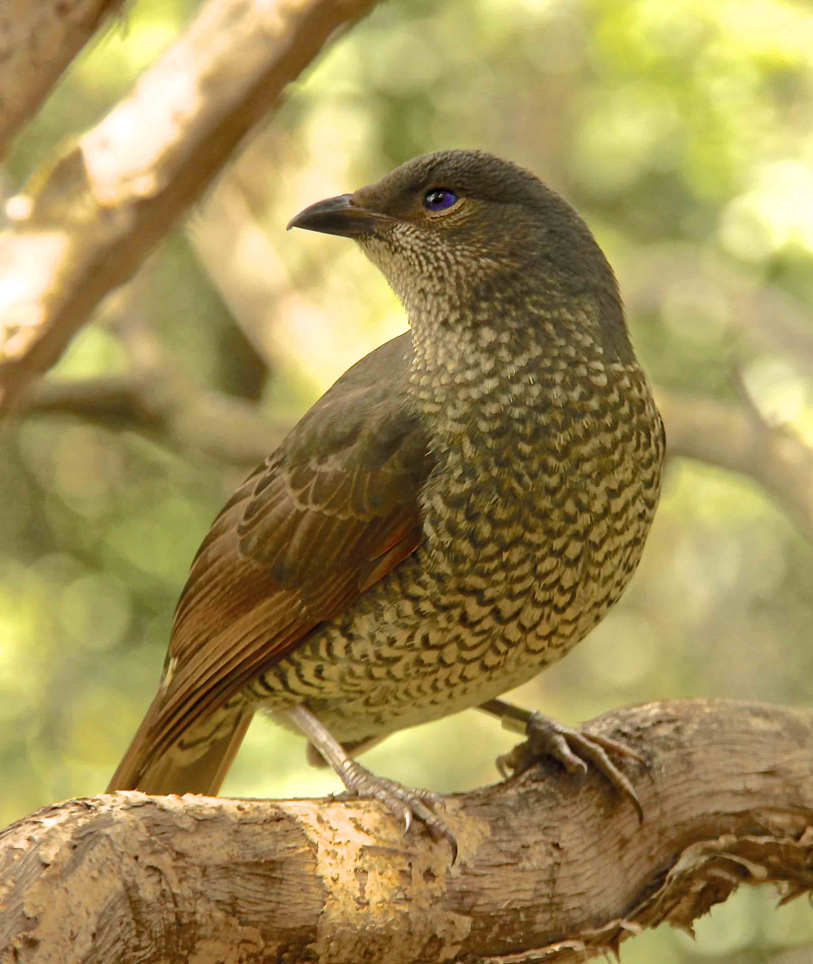 Satin Bowerbird Female Bird Images