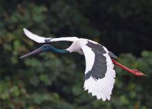 black necked stork pictures