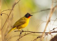 flame throated bulbul pictures