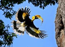 great hornbill pictures