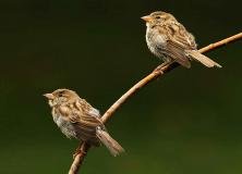 house sparrow pictures