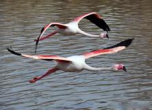 greater flamingo pictures