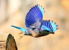 indian roller pictures