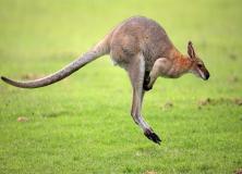 wallaby animal pictures