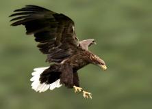 wedge tailed eagle pictures