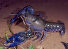 yabby animal pictures