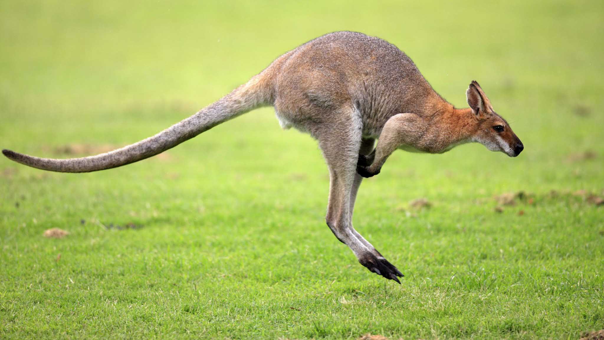 Wallaby Animal Hd Gallery