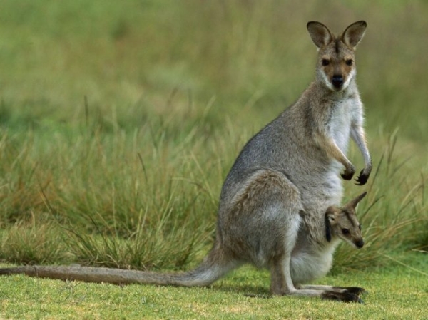Wallaby Animal Pictures
