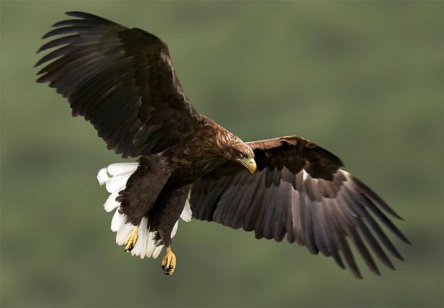 Wedge Tailed Eagle Flying Images