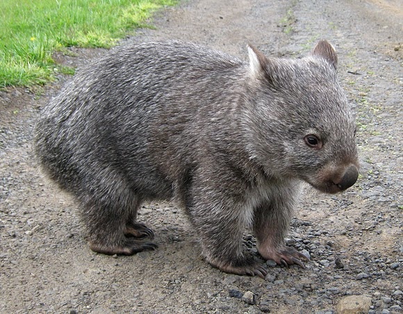 Wombat Australian Animal Gallery